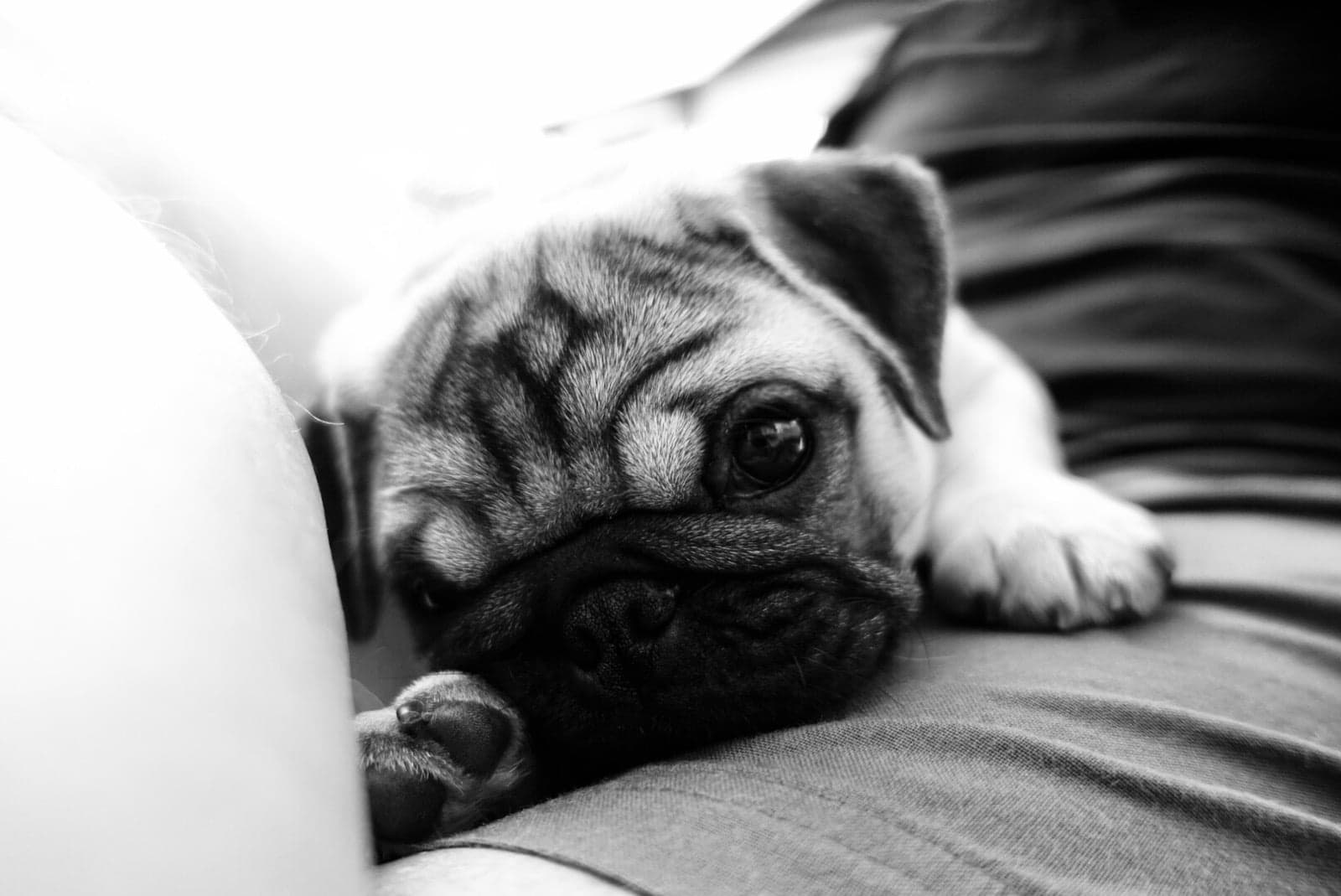 Breeder Directory Pug Club of Canada