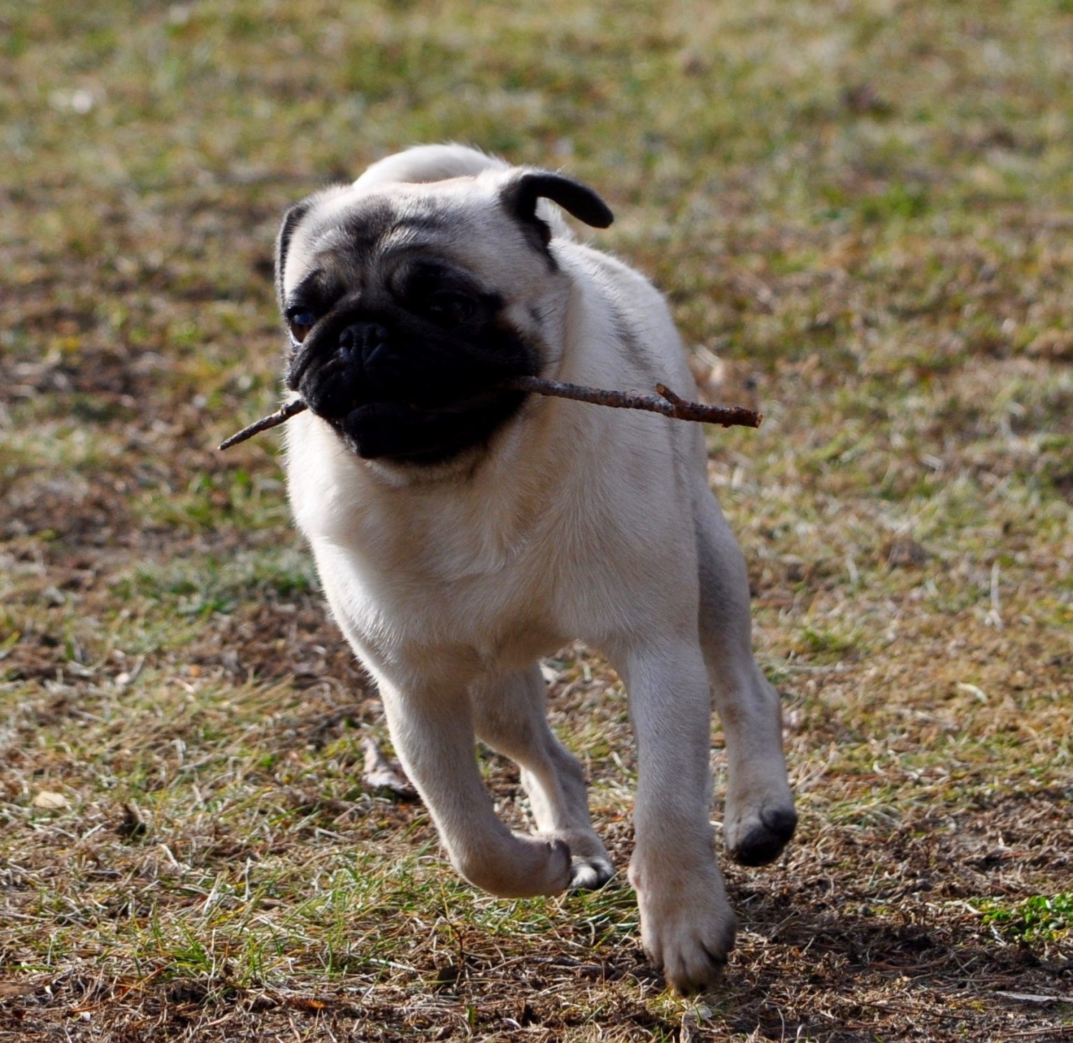 Where to Purchase Pug Club of Canada