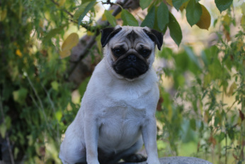 bugaboo pugs