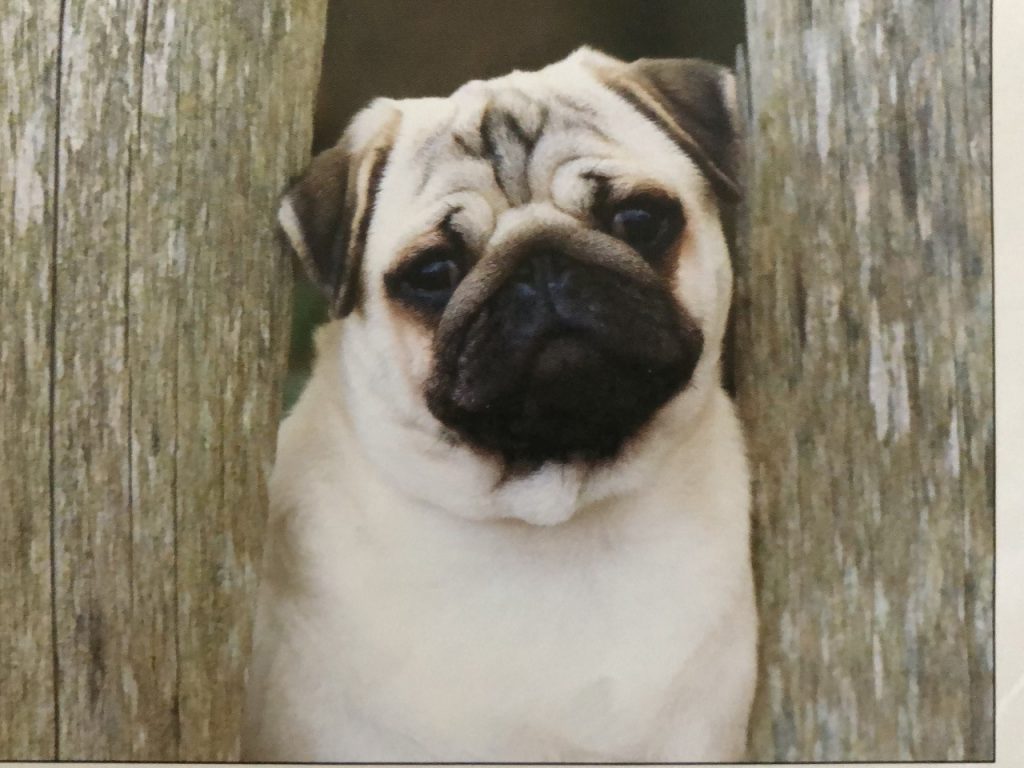 bugaboo pugs