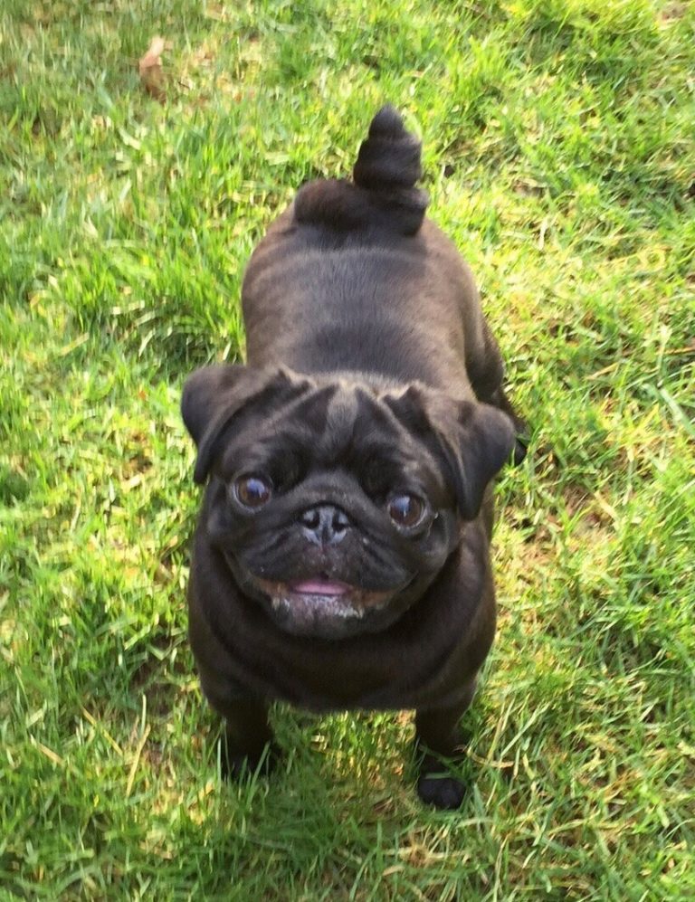 Breeder Directory Pug Club of Canada