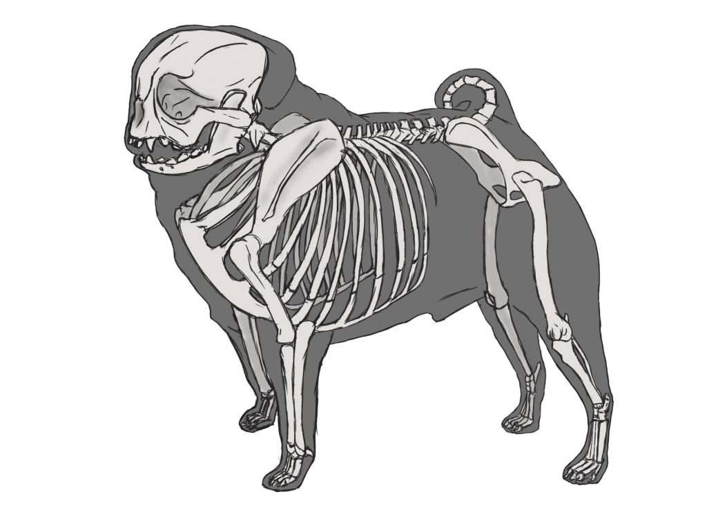 This image has an empty alt attribute; its file name is pugskeletal-1024x742.jpg